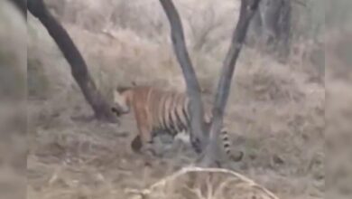 कैमरे में कैद हुआ जंगल का राजा! सरिस्का सफारी में गाइड्स ने रिकॉर्ड की टाइगर ST-25 की शानदार झलक