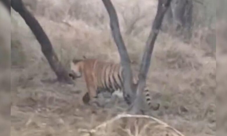 कैमरे में कैद हुआ जंगल का राजा! सरिस्का सफारी में गाइड्स ने रिकॉर्ड की टाइगर ST-25 की शानदार झलक