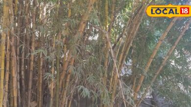 कोटड़ा-देवला जंगलों में बांस कटाई से आदिवासियों को रोजगार