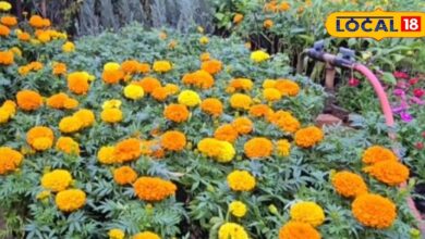 कोटा की नर्सरियों में सर्दियों की रौनक, अफ्रीकन और फ्रेंच गेंदा की बढ़ी मांग, जानें ठंड में पौधों की देखभाल कैसे करें