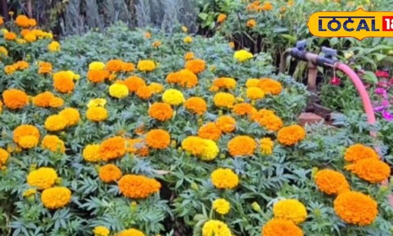 कोटा की नर्सरियों में सर्दियों की रौनक, अफ्रीकन और फ्रेंच गेंदा की बढ़ी मांग, जानें ठंड में पौधों की देखभाल कैसे करें