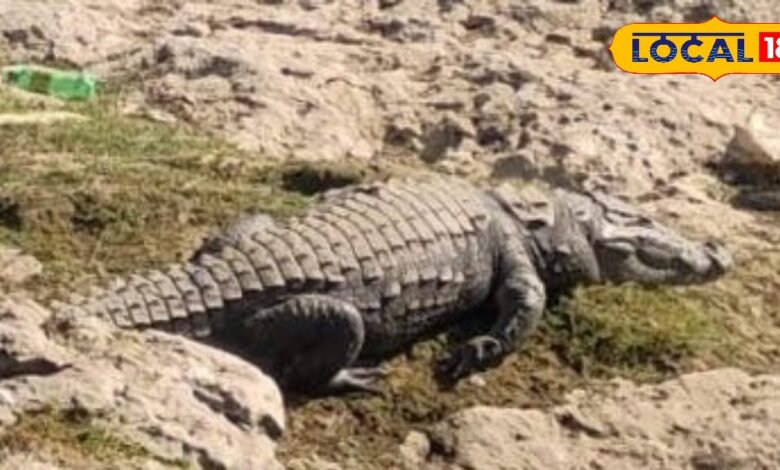 कोटा के चंद्रलोई नदी में मगरमच्छों का आतंक, किनारे पर आने से स्थानीय लोगों की जिंदगी खतरे में, प्रशासन से मांगी मदद!