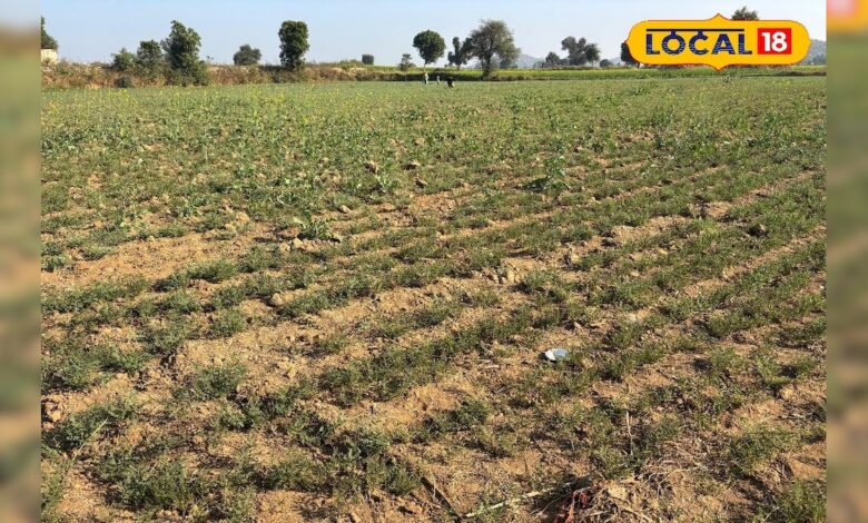 क्या आपके खेत में चना ठीक से उग रहा है? जानिए किसानों के लिए जरूरी कदम, चूक हुई तो फसल बर्बाद!