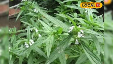 खांसी, जुकाम और दमा के लिए रामबाण है यह पौधा, रोजाना ऐसे करें सेवन, इम्युनिटी भी हो जाएगी बूस्ट