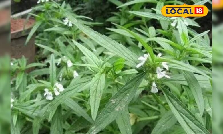खांसी, जुकाम और दमा के लिए रामबाण है यह पौधा, रोजाना ऐसे करें सेवन, इम्युनिटी भी हो जाएगी बूस्ट