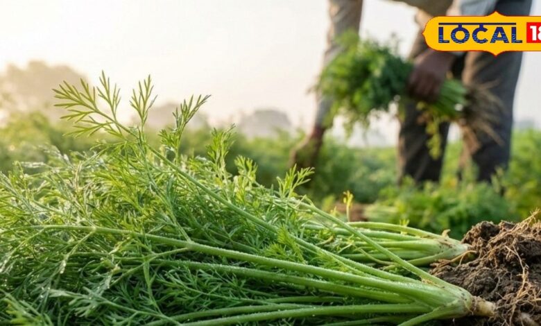 खाया तो खूब होगा, लेकिन 99% को नहीं पता होंगी ये बातें, जानें सोया साग के हर चमत्कारी लाभ - Uttar Pradesh News