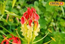 खेत-खलिहान में उगता है ये पौधा, बेकार समझकर ना फेंके, जड़ से फूल तक में भरे हैं औषणीय गुण