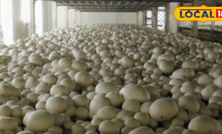 खेती में आया नया गेमचेंजर! मशरूम से युवाओं को रोजगार, किसानों की आय होगी दोगुनी