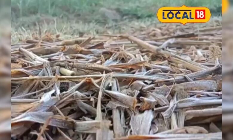 खेतों में जमी बर्फ! दौसा में पाले का वार, किसान की मेहनत पर फिरा पानी, वीडियो