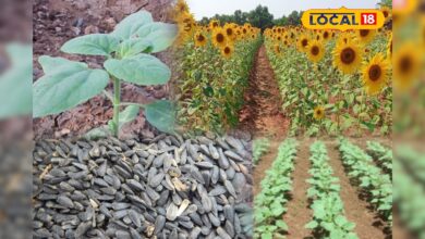 खेतों में सूरजमुखी की बहार! जानें किसान कैसे कमाते हैं अच्छी कमाई, देखें आसान टिप्स वीडियो