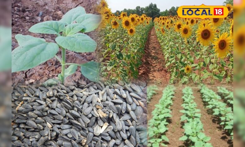 खेतों में सूरजमुखी की बहार! जानें किसान कैसे कमाते हैं अच्छी कमाई, देखें आसान टिप्स वीडियो