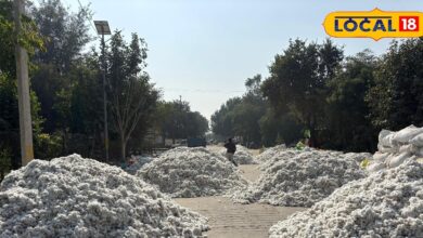 खैरथल मंडी में कपास की बंपर आवक | Cotton Prices in Kherthal Market Today