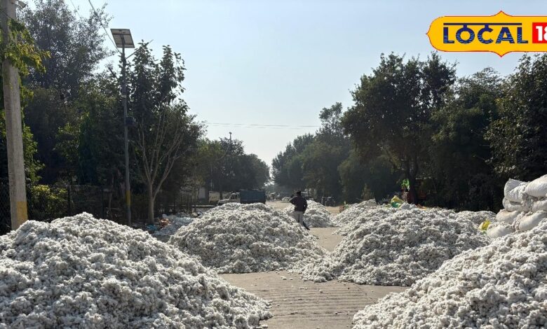 खैरथल मंडी में कपास की बंपर आवक | Cotton Prices in Kherthal Market Today