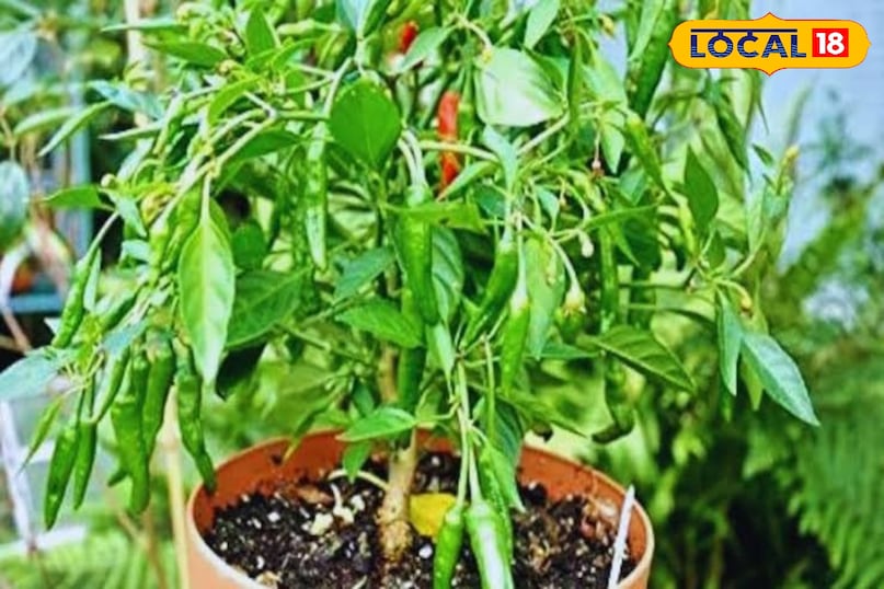 ऑर्गेनिक हरी मिर्च 