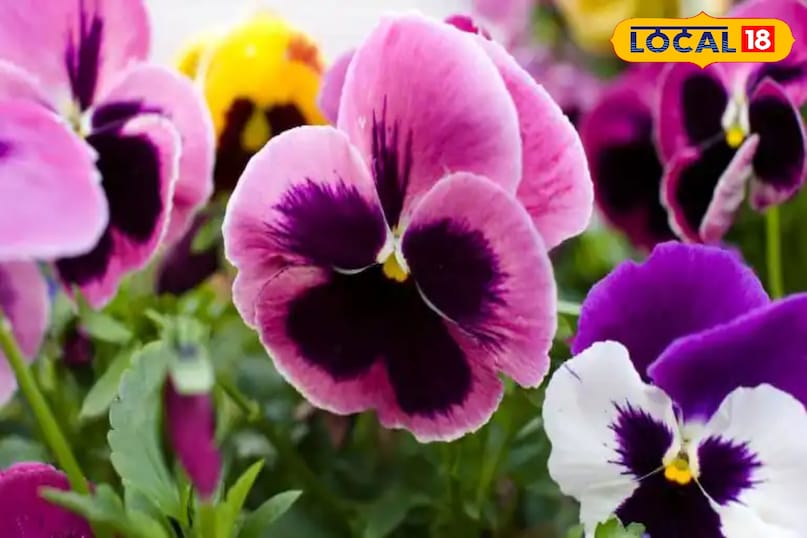 नियमित पानी और हल्की धूप से पूरी ससर्दियों में खिले रहते है