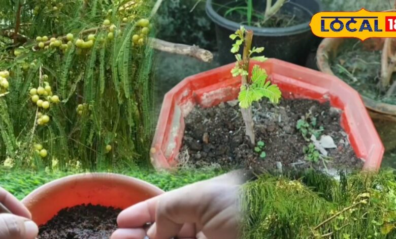 गार्डनिंग टिप्स: घर पर आसान देसी तरीके से लगाए आवाले का पौधा , सर्दी में जोरदार तरीके से देंगे फल