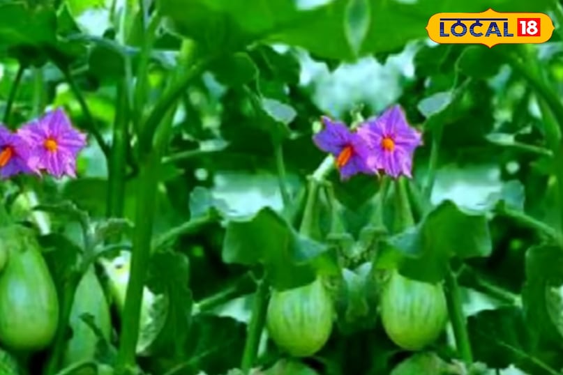 बैंगन की गार्डनिंग 