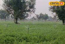 गिरते नलकूप, सूखते कुएं, लेकिन कम पानी में बढ़ रही है दोगुनी फसल! जानें क्या हैं रहस्य