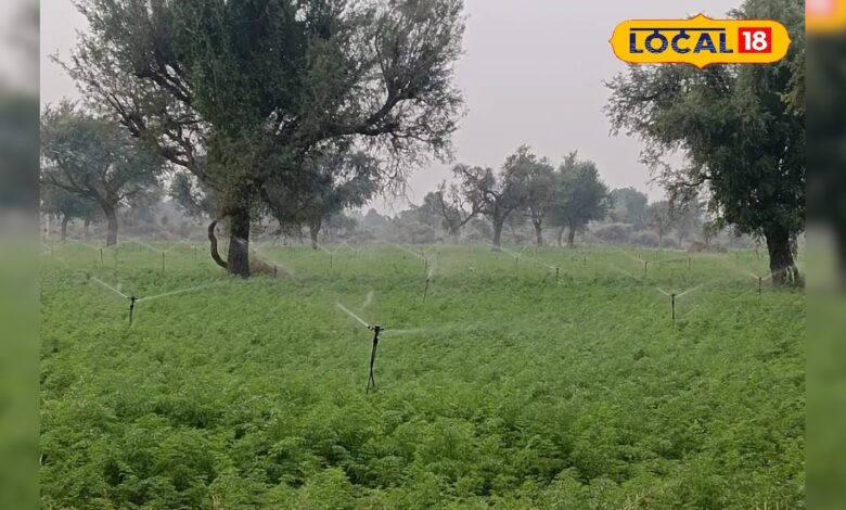 गिरते नलकूप, सूखते कुएं, लेकिन कम पानी में बढ़ रही है दोगुनी फसल! जानें क्या हैं रहस्य