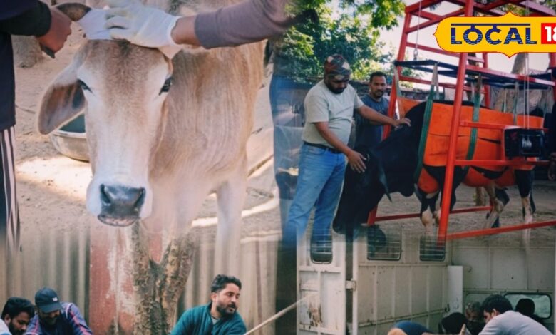 ग्राउंड रिपोर्ट: नि:स्वार्थ गौ सेवा की मिसाल बना श्री राम गौ सेवा संस्थान, युवाओं ने सैकड़ों बेजुबानों को दिया नया जीवन