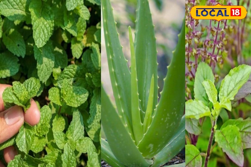 Gardening Tips Gardening Tips