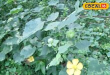 घास समझकर न करें अनदेखी, अतिबाला है कई बीमारियों में रामबाण औषधि; खांसी और शुगर में कारगर