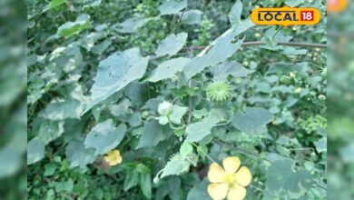 घास समझकर न करें अनदेखी, अतिबाला है कई बीमारियों में रामबाण औषधि; खांसी और शुगर में कारगर