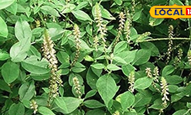 चिरचिटा के फायदे . Chirchita Health Benefits . Ayurvedic Remedy for Joint Pain & Kidney Stone.