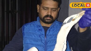 चीनी मांझा बना पक्षियों के लिए खतरा