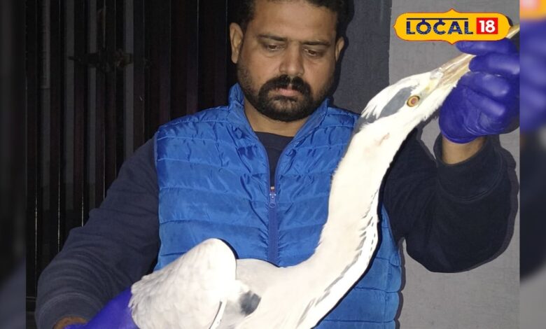 चीनी मांझे ने रोक दी विदेशी बगुले की उड़ान! रेस्क्यू टीम ने ऐसे बचाई जान