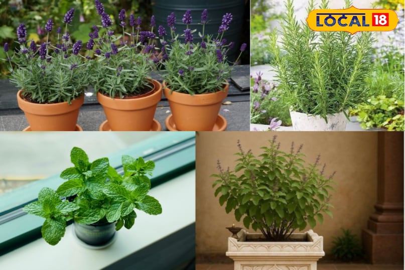 छिपकलियों को प्राकृतिक तरीके से दूर रखने के लिए आप नीचे दिए गए पौधे अपने घर में लगा सकते हैं। इन सभी पौधों की एक तेज़ गंध होती है, जो छिपकलियों को पसंद नहीं आती है पौधों को सबसे ज़्यादा फायदा तब होगा जब आप उन्हें छिपकलियों के घर में आने के रास्तों पर रखेंगे जैसे कि मुख्य दरवाज़े, खिड़कियों और बालकनी के पास रखे।