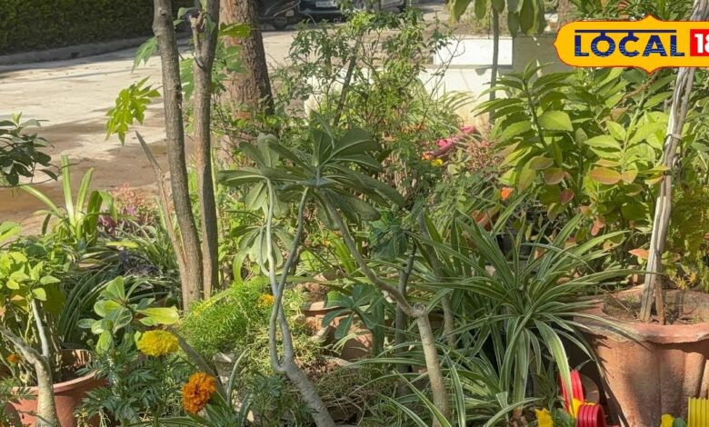 जब एसी की जरूरत ही न पड़े, धुएं, गर्मी के बीच कोटा की श्रद्धा ठाकुर ने 200 से ज्यादा पौधों से घर को बनाया सुकून का ठिकाना!