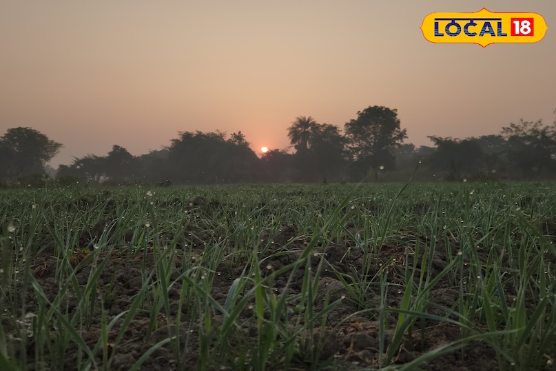 उत्तरी हवा से पारा 10° से नीचे, गेहूं–रायड़ा की ग्रोथ तेज, किसानों के लिए राहत का मौसम... उत्तरी हवा से पारा 10° से नीचे, गेहूं–रायड़ा की ग्रोथ तेज, किसानों के लिए राहत का मौसम...