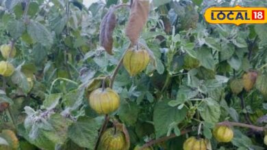 डायबिटीज और बवासीर की समस्या? रसभरी से मिले जड़ से राहत, पाचन के लिए भी फायदेमंद - Uttar Pradesh News