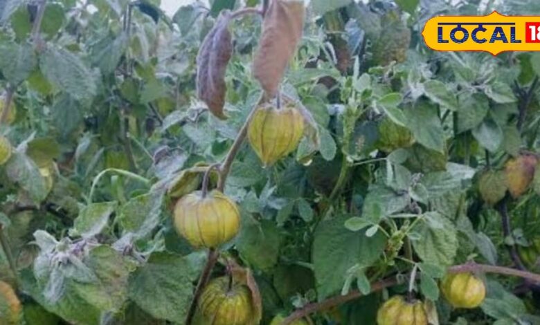 डायबिटीज और बवासीर की समस्या? रसभरी से मिले जड़ से राहत, पाचन के लिए भी फायदेमंद - Uttar Pradesh News