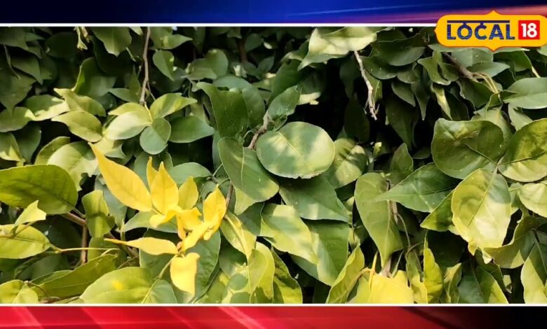 डैंड्रफ गायब, बाल हुए दोगुने घने! बेलपत्र का रस बना नया चमत्कारी नुस्खा, असर देख लोग हैरान