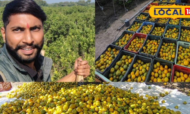 तीन पीढ़ियों की मेहनत से बना मॉडल फार्म, किसान ने अपनाई यह खास तकनीक, अब ऑर्गेनिक संतरे से लाखों कमा रहे