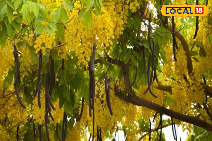 अमलतास की फली 