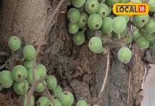 दिल, हड्डियों और पाचन के लिए फायदेमंद है अंजीर, जानिए कैसे करें सेवन – News18 हिंदी