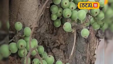 दिल, हड्डियों और पाचन के लिए फायदेमंद है अंजीर, जानिए कैसे करें सेवन – News18 हिंदी