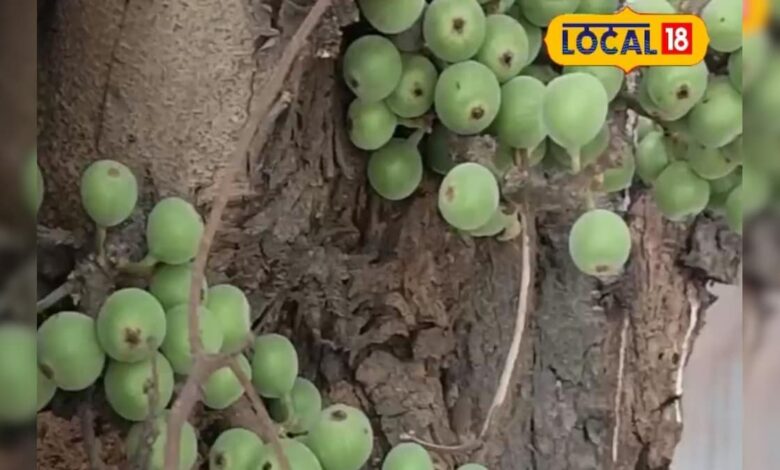 दिल, हड्डियों और पाचन के लिए फायदेमंद है अंजीर, जानिए कैसे करें सेवन – News18 हिंदी