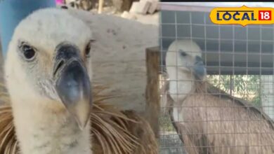 दुर्लभ यूरेशियन वल्चर का रेस्क्यू, वन विभाग ने बचाई जान