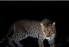 देश के कई शहरों में तेंदुए का आतंक: पुणे, उत्तराखंड और जयपुर में दहशत– 55 स्कूल ऑनलाइनल