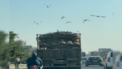 दौड़ता ट्रक, उड़ते कबूतर और अनोखी चोरी! जयपुर हाईवे का वीडियो हो गया वायरल