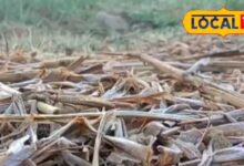 दौसा में पाले से फसलों को नुकसान | Frost Damage to Rabi Crops in Dausa Rajasthan