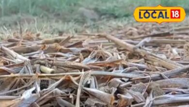 दौसा में पाले से फसलों को नुकसान | Frost Damage to Rabi Crops in Dausa Rajasthan