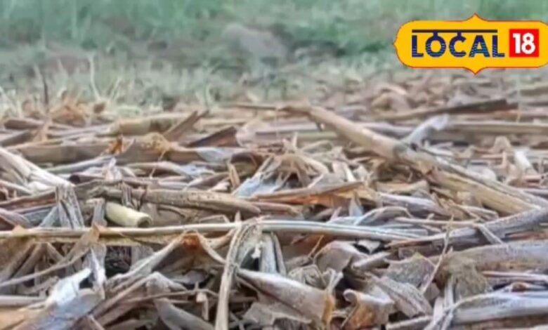 दौसा में पाले से फसलों को नुकसान | Frost Damage to Rabi Crops in Dausa Rajasthan