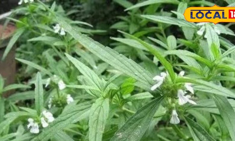 द्रोणपुष्पी के औषधीय गुण और स्वास्थ्य लाभ जानें आयुर्वेदिक उपयोग.