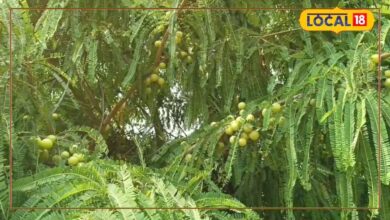 धौलपुर के किसान ने 2 बीघा खेत में की है आंवला की खेती होता है भारी मुनाफा 