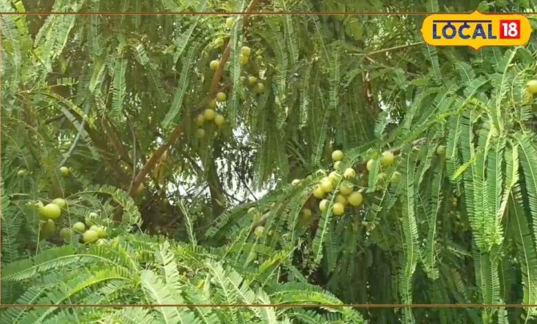 धौलपुर के किसान ने 2 बीघा खेत में की है आंवला की खेती होता है भारी मुनाफा 